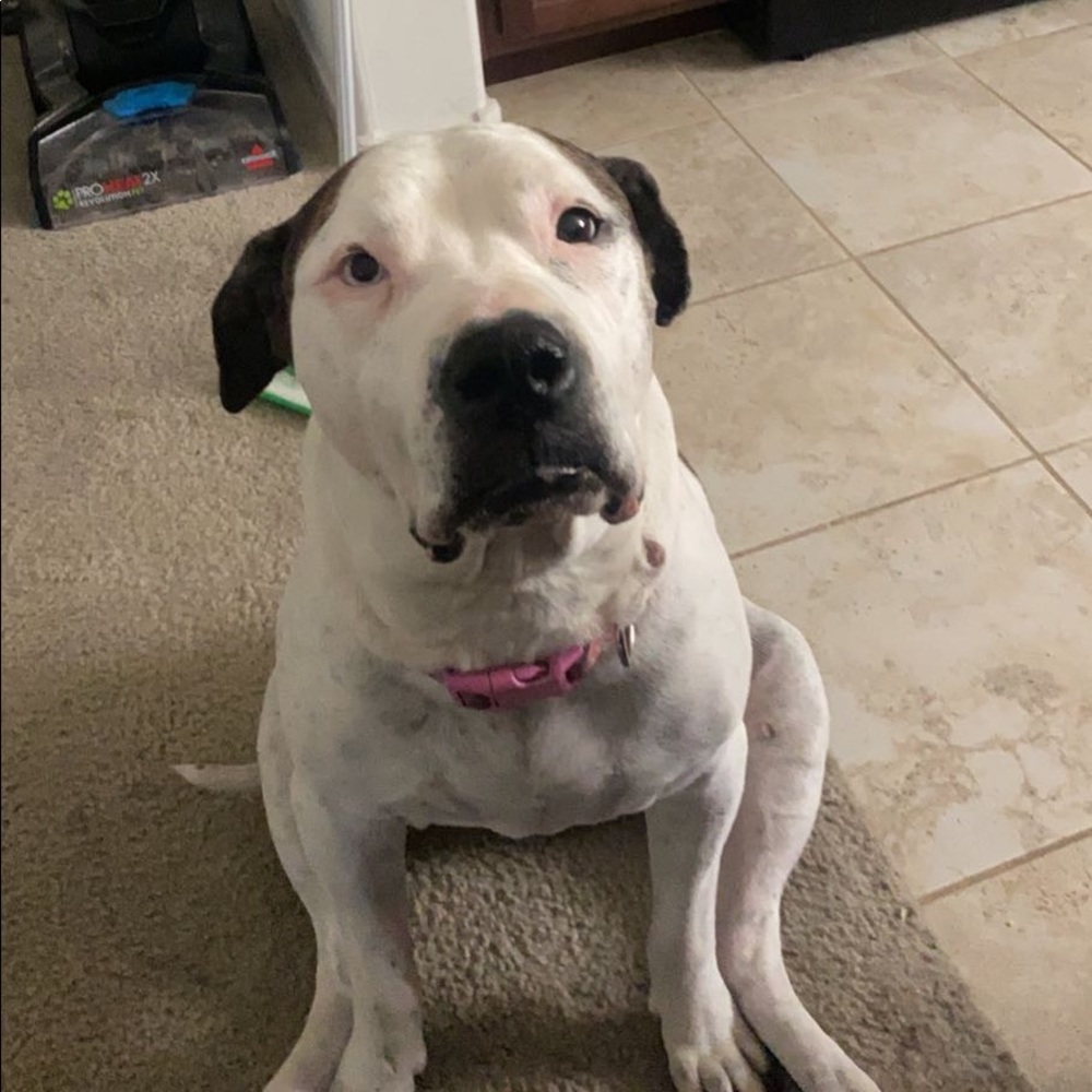 Meet your Posher, Shayla